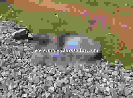suicide